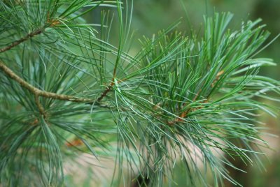 Pinus koraiensis 'Glauca' - borovice korejská'Glauca' - větévka